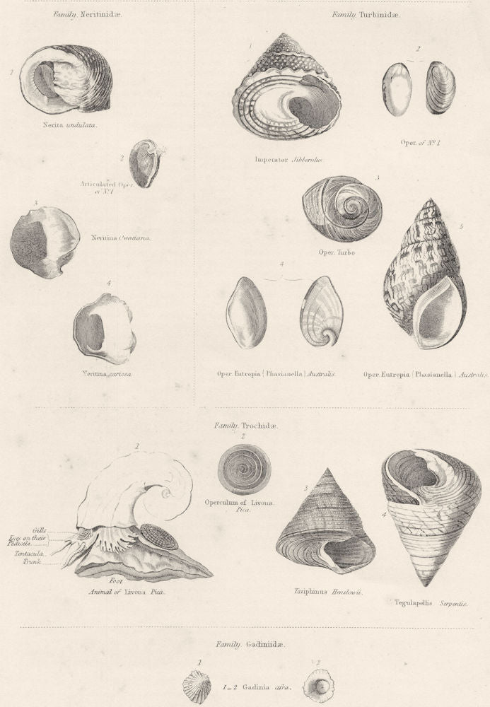 MOLLUSCS. Neritinidae; Turbinidae; Trochidae; Gadiniidae 1860 old print